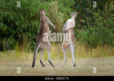 Macropus giganteus - zwei östliche graue Kängurus, die in Tasmanien in Australien miteinander kämpfen. Tierduell im grünen australischen Wald. K Stockfoto