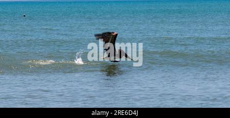 Seitlicher Blick auf einen braunen Pelikan, der das Wasser spritzt, während er versucht, abzuheben und von der Schwimmbahn zu fliegen. Stockfoto