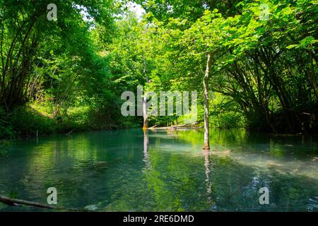 Wagen Sie sich in eine magische Welt der Waldwasserfälle, wo die Kunst der Natur atemberaubende türkisfarbene Seen enthüllt. Tauchen Sie ein in das ruhige B Stockfoto
