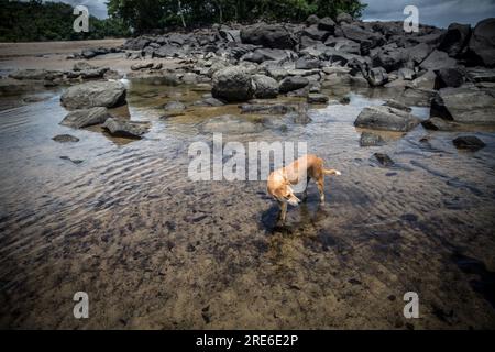 Ein Hund, gesehen am Black Johnson Beach, Sierra Leone. Die Einheimischen sind seit 2021 in einen Streit mit der Regierung eingesperrt, wegen der Pläne, den Strand in einen industriellen Fischereihafen zu verwandeln, mit 55 Millionen Dollar, die von den Chinesen bereitgestellt werden. Stockfoto