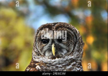Nahaufnahme zeigt eine junge Eiche. Es ist braun, grau und weiß mit einem gelben Schnabel. Stockfoto