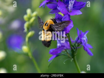 Eine große Schwebebiene, eine Bombus Nevadensis Queen oder eine Nevada Hummel, die sich von violetten Larkspur- oder Delphiniumblüten ernährt. Nahaufnahme. Stockfoto