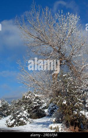 Verwitterter Baum hat verdrehte und gebrochene Gliedmaßen. Schnee sitzt auf jedem Ast und Zweig. Winterlandschaft New Mexico. Stockfoto