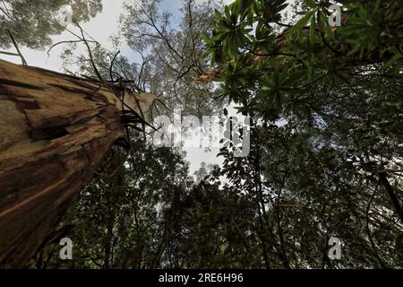 781 Baumkronen hoher Eukalyptusbäume (Eukalyptus regnans) auf dem Spaziergang durch den Regenwald. Apollo Bay-Australien. Stockfoto