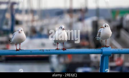 Schwarze Möwen, drei Möwen sitzen auf blauem Metallgeländer am Hafen. Chroicocephalus ridibundus UK auf Metallzaunschiene an der Küste Stockfoto