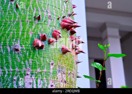 Stamm von Ceiba speciosa, Seidenseide, ein Beispiel einer Dornpflanze, aus nächster Nähe. Stockfoto