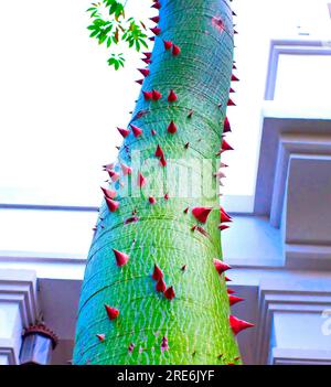 Perspektivischer Blick auf den Stamm eines jungen Ceiba speciosa, Seidenseidenbaum, ein Beispiel einer Dornenpflanze. Stockfoto