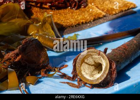 Nahaufnahme eines Querschnitts von Bullenskelp in Kodiak, Alaska. Stockfoto