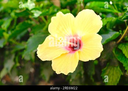Leuchtend gelbe Hibiskusblume in einem grünen natürlichen Garten. Stockfoto