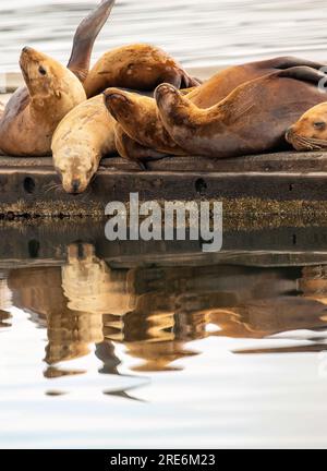 Stellers Seelöwen allein auf dem Betonpier St. Paul Hafen von Kodiak, Alaska. Stockfoto