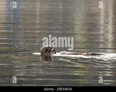 Meeresotter, die Schalentiere essen, treiben in der Nähe von Booten im Hafen von St. Herman in Kodiak, Alaska, mit Kopierraum. Stockfoto