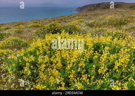 Yellow Tree Lupin, Wild Radish, Tomales Point, Point Reyes National Seashore, Burton Wilderness, Marin County, Kalifornien Stockfoto