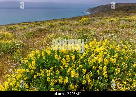 Yellow Tree Lupin, Wild Radish, Tomales Point, Point Reyes National Seashore, Burton Wilderness, Marin County, Kalifornien Stockfoto