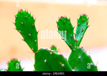 Frische junge grüne dekorative opuntia Pflanze mit weichem Hintergrund. Stockfoto