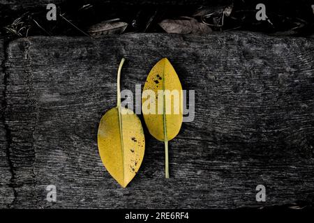 Zwei gelbe Blätter in dunklen Tönen, gedämpfter Elffekt, auf natürlichem Hintergrund. Stockfoto