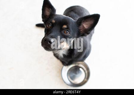 Süßer kleiner hungriger schwarzer Hund in der Nähe einer leeren Schüssel, der nach Essen fragt, isoliert auf weißem Hintergrund Stockfoto