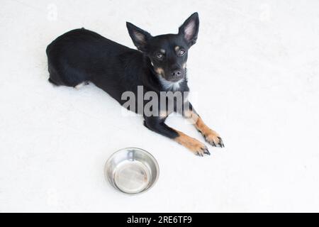 Süßer kleiner hungriger schwarzer Hund in der Nähe einer leeren Schüssel, der nach Essen fragt, isoliert auf weißem Hintergrund Stockfoto