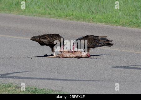 Truthahngeier, Cathartes Aura, ernähren sich von neunbändigem Armadillo, Dasypus novemcinctus, Roadkill Stockfoto