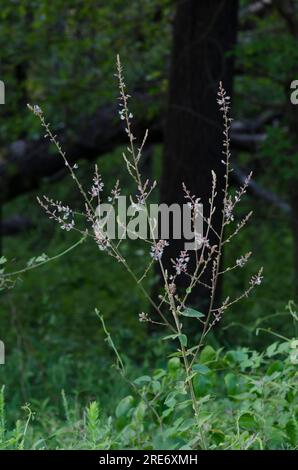 Ticktrefoil, Desmodium sp. Stockfoto