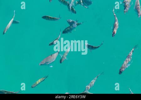 Angra dos Reis in Rio de Janeiro: Angeln Sie in der blauen Lagune von Big Island. Stockfoto