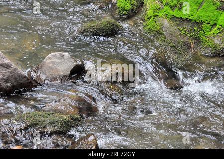 Ein stürmischer Bach eines kleinen Bergbachs, der Steine bedeckt, fließt nach Regen durch einen Sommerwald hinunter. Tevenek River (Dritter Fluss), Altai, Sibirien, Stockfoto