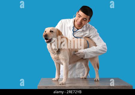 Männlicher Tierarzt untersucht süßen Labrador-Hund auf blauem Hintergrund Stockfoto