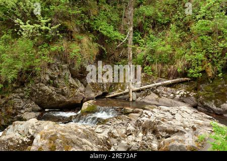 Stämme alter Fallbäume im Nebenwasser des kaskadierenden Kanals eines kleinen Bergflusses, der durch einen Sommerwald fließt. Tevenek River (Dritter Stockfoto