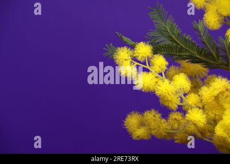 Akazienblüten, Silberwackelblüten oder Mimosablüten in Nahaufnahme auf blauem Hintergrund. Mimosa-Zweig Stockfoto