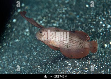 Peacock Razorfish, Iniistius pavo, Erwachsener mit erweitertem Fund auf schwarzem Sand, Hairball-Tauchplatz, Lempriv Straits, Sulawesi, Indonesien Stockfoto