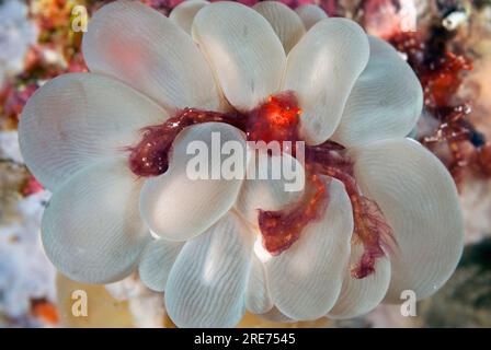 Orang-Utan-Krabbe, Oncinopus sp, in Bubble Coral, Plerogyra sinuosa, Pulau Putus Tauchplatz, LembritStraits, Sulawesi, Indonesien Stockfoto