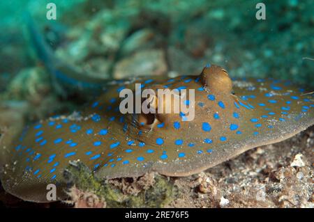 Blue-Flecked Fantail Ray, Taeniura Lymna, Nudi Retreat Dive Site, LembritStraits, Sulawesi, Indonesien Stockfoto