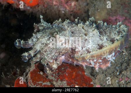 Stumpfer Tintenfisch, Sepia bandensis, Nachttauchen, Hairball-Tauchplatz, Lempriv Straits, Sulawesi, Indonesien Stockfoto