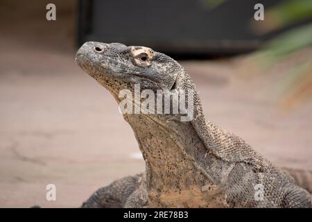 Komodo-Drachen sind große Eidechsen mit langen Schwänzen, starken und beweglichen Hälsen und stabilen Gliedmaßen. Erwachsene haben eine fast einheitliche Steinfarbe mit einer unterschiedlichen, l Stockfoto