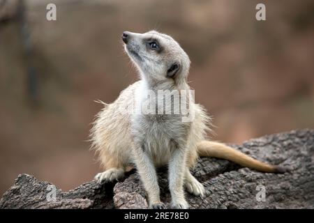 Erdmännchen sind extrem süß, mit buschigem, braun gestreiftem Fell, einem kleinen, spitzen Gesicht, Und große Augen umgeben von dunklen Flecken. Stockfoto