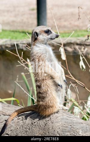 Erdmännchen hat ein buschiges, braun gestreiftes Fell, ein kleines, spitzes Gesicht und große Augen, die von dunklen Flecken umgeben sind Stockfoto