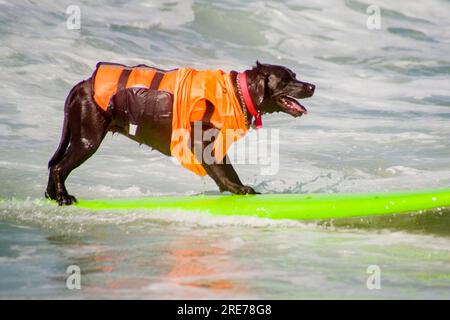 Huntington Beach, Kalifornien, USA. 24. September 2016. Ein Chocolate Labrador Retriever reitet in Huntington Beach, CA, auf einem Surfbrett bei einem zeitlich begrenzten Hundesurfwettbewerb. Beachten Sie die Schwimmweste. (Kreditbild: © Spencer Grant/ZUMA Press Wire) NUR REDAKTIONELLE VERWENDUNG! Nicht für den kommerziellen GEBRAUCH! Stockfoto