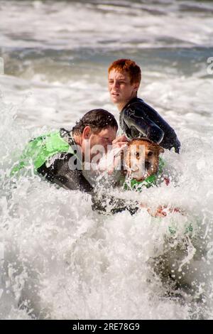 Huntington Beach, Kalifornien, USA. 24. September 2016. Ermutigt von seinen Besitzern fährt ein Queensland Heeler bei einem zeitlich begrenzten Hundesurfwettbewerb in Huntington Beach, CA, auf einem Surfbrett. Beachten Sie die Schwimmweste. (Kreditbild: © Spencer Grant/ZUMA Press Wire) NUR REDAKTIONELLE VERWENDUNG! Nicht für den kommerziellen GEBRAUCH! Stockfoto