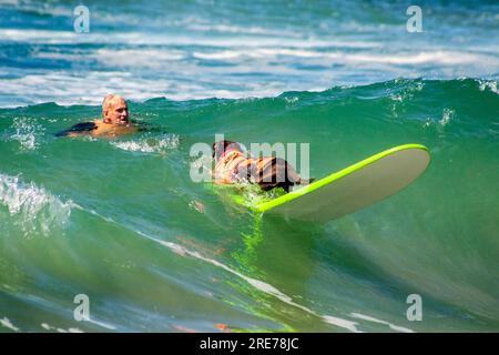 Huntington Beach, Kalifornien, USA. 24. September 2016. Mit Unterstützung seines Besitzers fährt ein Chocolate Labrador Retriever in Huntington Beach, CA, auf einem Surfbrett auf einem zeitlich begrenzten Hundesurfwettbewerb. Beachten Sie die Schwimmweste. (Kreditbild: © Spencer Grant/ZUMA Press Wire) NUR REDAKTIONELLE VERWENDUNG! Nicht für den kommerziellen GEBRAUCH! Stockfoto