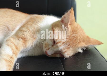 Porträt einer orangefarbenen Katze, die im Autositz schläft und sich hinlegt Stockfoto