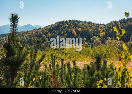 Üppig grüne Wälder in Bulgariens Rila-Bergen beginnen sich im Herbst zu Bernstein zu färben Stockfoto