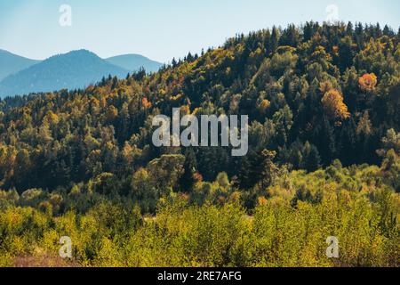 Üppig grüne Wälder in Bulgariens Rila-Bergen beginnen sich im Herbst zu Bernstein zu färben Stockfoto