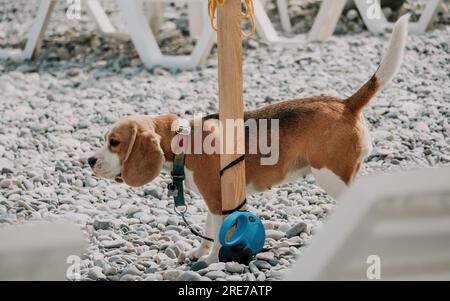 An einem sonnigen Tag ruht sich ein Ingwerhund mit weißen Flecken auf einem Kieselstrand in der Nähe des Meeres aus und wartet auf den Besitzer Stockfoto