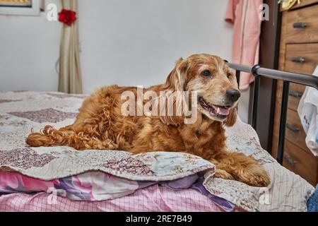 Gemütlicher Hundeausflug, englischer Cocker Spaniel auf dem Bett. Stockfoto