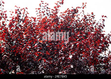 Rotes Laub von Pflaumenbäumen. Violette Pflaumenbäume mit dunkelroten Blättern am Himmel. Stockfoto