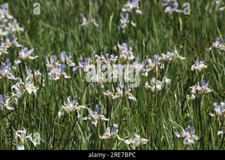 Eine Wiese überströmt einheimische Iris missouriensis Wildblumen, die in den San Emigdio Mountains auf über 8000 Metern beeindruckende Dankesvorstellungen vermitteln. Stockfoto