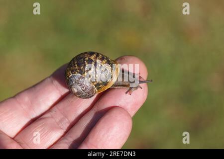 Gartenschnecke (Cornu aspersum), die auf den Fingern einer Hand krabbelt. Familienschnecken (Helicidae). Sommer, Juli, holländischer Garten. Stockfoto