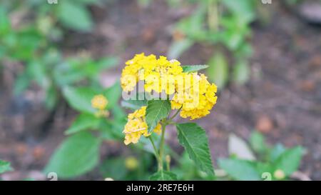 Nahaufnahme der gelben lantana-Blume (Lantana camara). Lantanas sind berühmt für blühende bunte Blumen. Stockfoto