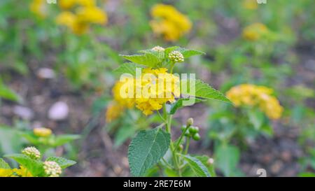 Nahaufnahme der Blume und Knospe des gelben lantana (Lantana camara). Lantanas sind berühmt für blühende bunte Blumen. Stockfoto