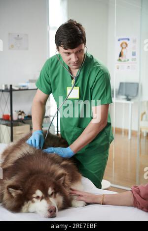 Ein Arzt hört auf den Herzschlag des großen Hundes und spricht mit dem Besitzer Stockfoto