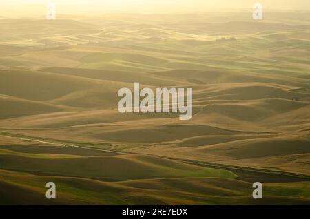 Sanfte Hügel an einem trüben Sommermorgen in der Region Palouse. Whitman County, Washington, USA. Stockfoto